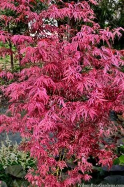 Lileeanne's Jewel Pink Leaf Japanese Maple - 1 Gallon Pot -Garden Plant Seeds acer palmatum lileeannes jewel 6 1