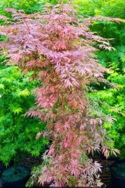 Lileeanne's Jewel Pink Leaf Japanese Maple - 1 Gallon Pot -Garden Plant Seeds acer palmatum lileeannes jewel 8