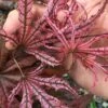 Crescent Moon Japanese Maple (Acer Palmatum 'Mikazuki') - 1 Gallon Pot -Garden Plant Seeds acer palmatum mikazuki japanese maple 10