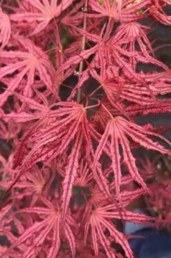 Crescent Moon Japanese Maple (Acer Palmatum 'Mikazuki') - 1 Gallon Pot -Garden Plant Seeds acer palmatum mikazuki japanese maple 2