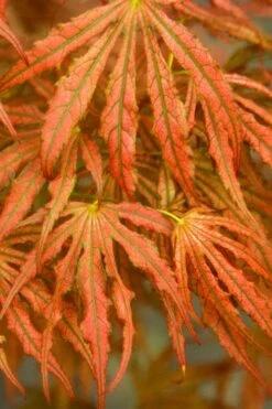 Crescent Moon Japanese Maple (Acer Palmatum 'Mikazuki') - 1 Gallon Pot -Garden Plant Seeds acer palmatum mikazuki japanese maple 4