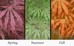 Crescent Moon Japanese Maple (Acer Palmatum 'Mikazuki') - 1 Gallon Pot -Garden Plant Seeds acer palmatum mikazuki japanese maple 5