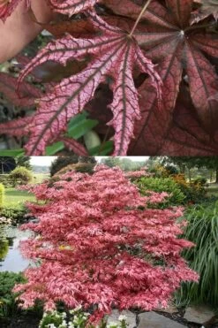 Crescent Moon Japanese Maple (Acer Palmatum 'Mikazuki') - 1 Gallon Pot -Garden Plant Seeds acer palmatum mikazuki japanese maple 8