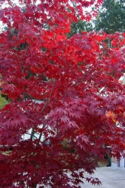 Moonfire Japanese Maple - 5 Gallon Pot -Garden Plant Seeds acer palmatum moonfire japanese maple 2
