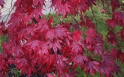 Moonfire Japanese Maple - 5 Gallon Pot -Garden Plant Seeds acer palmatum moonfire japanese maple 3