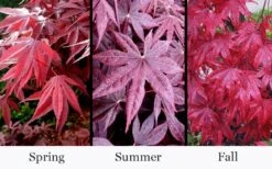 Moonfire Japanese Maple - 5 Gallon Pot -Garden Plant Seeds acer palmatum moonfire japanese maple 4