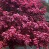 Moonfire Japanese Maple - 5 Gallon Pot -Garden Plant Seeds acer palmatum moonfire japanese maple 8