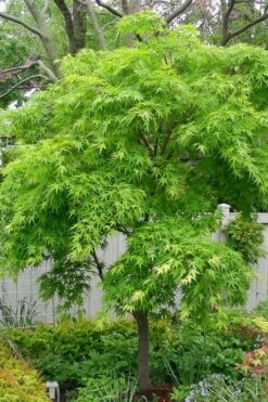 Pine Bark Japanese Maple (Acer Palmatum 'Nishiki Gawa) - 5 Gallon Pot -Garden Plant Seeds acer palmatum nishiki gawa pine bark japanese maple 3