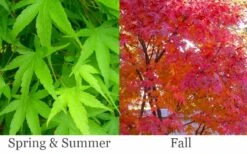Pine Bark Japanese Maple (Acer Palmatum 'Nishiki Gawa) - 5 Gallon Pot -Garden Plant Seeds acer palmatum nishiki gawa pine bark japanese maple 6