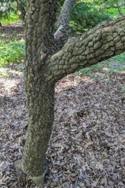 Pine Bark Japanese Maple (Acer Palmatum 'Nishiki Gawa) - 5 Gallon Pot -Garden Plant Seeds acer palmatum nishiki gawa pine bark japanese maple 8