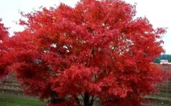 Pine Bark Japanese Maple (Acer Palmatum 'Nishiki Gawa) - 5 Gallon Pot -Garden Plant Seeds acer palmatum nishiki gawa pine bark japanese maple 9