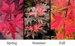Orion Dwarf Red Japanese Maple - 1 Gallon Pot -Garden Plant Seeds acer palmatum orion japanese maple 10 1