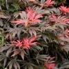 Orion Dwarf Red Japanese Maple - 2 Gallon Pot -Garden Plant Seeds acer palmatum orion japanese maple 5