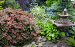 Orion Dwarf Red Japanese Maple - 2 Gallon Pot -Garden Plant Seeds acer palmatum orion japanese maple 6