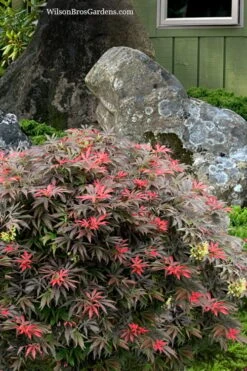 Orion Dwarf Red Japanese Maple - 2 Gallon Pot -Garden Plant Seeds acer palmatum orion japanese maple 7