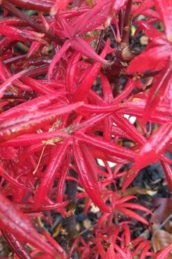 Peve's Starfish Japanese Maple - 3 Gallon Pot 20 Peve's Starfish Japanese Maple - 3 Gallon Pot -Garden Plant Seeds acer palmatum peves starfish japanese maple 1