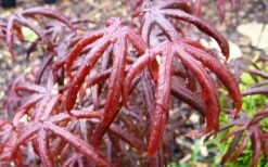 Peve's Starfish Japanese Maple - 3 Gallon Pot 22 Peve's Starfish Japanese Maple - 3 Gallon Pot -Garden Plant Seeds acer palmatum peves starfish japanese maple 10