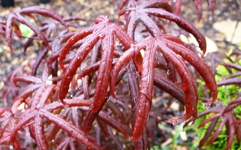 Peve's Starfish Japanese Maple - 3 Gallon Pot 12 Peve's Starfish Japanese Maple - 3 Gallon Pot - Image 10