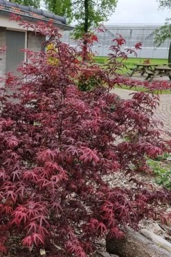 Peve's Starfish Japanese Maple - 3 Gallon Pot 16 Peve's Starfish Japanese Maple - 3 Gallon Pot -Garden Plant Seeds acer palmatum peves starfish japanese maple 12