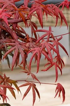 Peve's Starfish Japanese Maple - 3 Gallon Pot 23 Peve's Starfish Japanese Maple - 3 Gallon Pot -Garden Plant Seeds acer palmatum peves starfish japanese maple 13