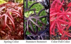 Peve's Starfish Japanese Maple - 3 Gallon Pot 17 Peve's Starfish Japanese Maple - 3 Gallon Pot -Garden Plant Seeds acer palmatum peves starfish japanese maple 2