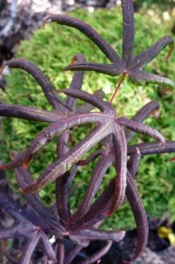 Peve's Starfish Japanese Maple - 3 Gallon Pot 19 Peve's Starfish Japanese Maple - 3 Gallon Pot -Garden Plant Seeds acer palmatum peves starfish japanese maple 3