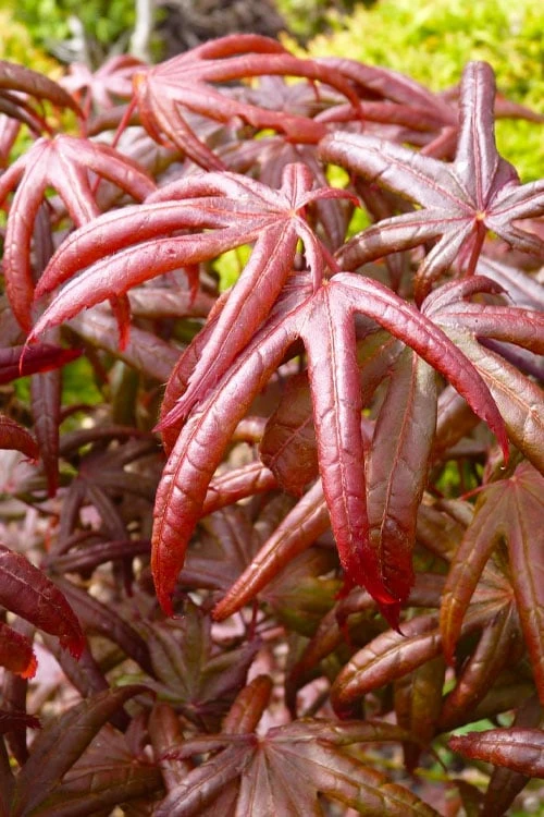 Peve's Starfish Japanese Maple - 3 Gallon Pot 8 Peve's Starfish Japanese Maple - 3 Gallon Pot - Image 6