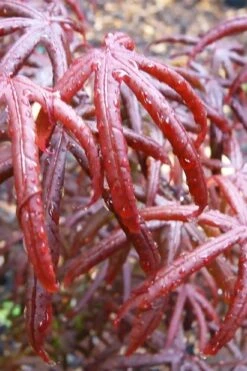 Peve's Starfish Japanese Maple - 3 Gallon Pot 21 Peve's Starfish Japanese Maple - 3 Gallon Pot -Garden Plant Seeds acer palmatum peves starfish japanese maple 9