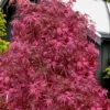 Pink Ballerina Japanese Maple - 1 Gallon Pot -Garden Plant Seeds acer palmatum pink ballerina 10