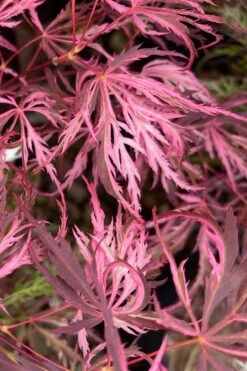 Pink Ballerina Japanese Maple - 1 Gallon Pot -Garden Plant Seeds acer palmatum pink ballerina 3