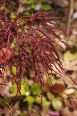 Red Filigree Lace Weeping Japanese Maple - 2 Gallon Pot -Garden Plant Seeds acer palmatum red filigree japanese maple 2
