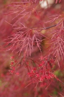 Red Filigree Lace Weeping Japanese Maple - 2 Gallon Pot -Garden Plant Seeds acer palmatum red filigree japanese maple 4