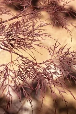 Red Filigree Lace Weeping Japanese Maple - 2 Gallon Pot -Garden Plant Seeds acer palmatum red filigree japanese maple 5