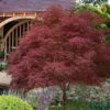 Red Pygmy Japanese Maple - 3 Gallon Pot -Garden Plant Seeds acer palmatum red pygmy japanese maple 6