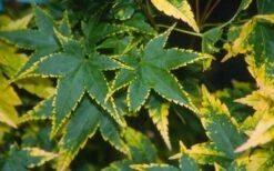 Sagara Nishiki Japanese Maple - 3 Gallon Pot -Garden Plant Seeds acer palmatum sagara nishiki japanese maple 3