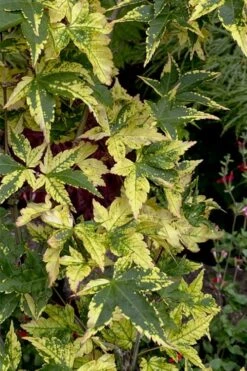 Sagara Nishiki Japanese Maple - 3 Gallon Pot -Garden Plant Seeds acer palmatum sagara nishiki japanese maple 7