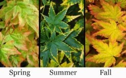 Sagara Nishiki Japanese Maple - 3 Gallon Pot -Garden Plant Seeds acer palmatum sagara nishiki japanese maple 8