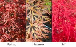 Scarlet Princess Dwarf Japanese Maple - 3 Gallon Pot -Garden Plant Seeds acer palmatum scarlet princess 2