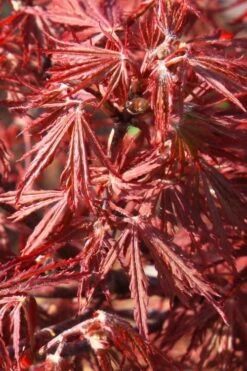 Scarlet Princess Dwarf Japanese Maple - 3 Gallon Pot -Garden Plant Seeds acer palmatum scarlet princess 3