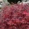 Scarlet Princess Dwarf Japanese Maple - 3 Gallon Pot 1 Scarlet Princess Dwarf Japanese Maple - 3 Gallon Pot -Garden Plant Seeds acer palmatum scarlet princess 4