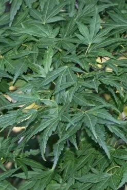 Seiun Kaku Japanese Maple - 3 Gallon Pot -Garden Plant Seeds acer palmatum seiun kaku japanese maple 11