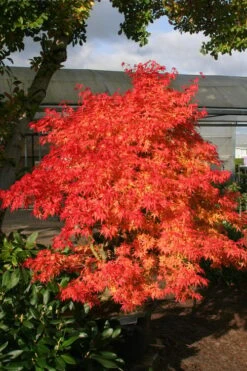 Seiun Kaku Japanese Maple - 3 Gallon Pot -Garden Plant Seeds acer palmatum seiun kaku japanese maple 15