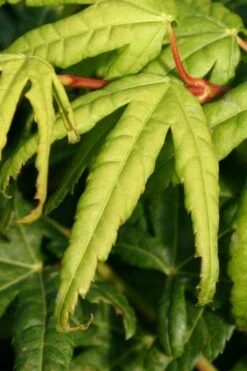 Seiun Kaku Japanese Maple - 3 Gallon Pot -Garden Plant Seeds acer palmatum seiun kaku japanese maple 6