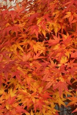 Seiun Kaku Japanese Maple - 3 Gallon Pot -Garden Plant Seeds acer palmatum seiun kaku japanese maple 8