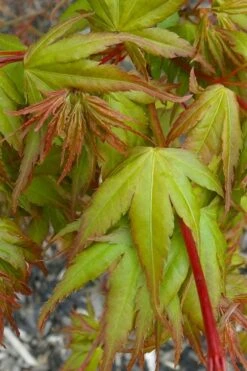 Sekka Yatsubusa Japanese Maple - 3 Gallon Pot -Garden Plant Seeds acer palmatum sekka yatsubusa japanese maple 1