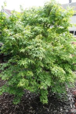 Sekka Yatsubusa Japanese Maple - 3 Gallon Pot -Garden Plant Seeds acer palmatum sekka yatsubusa japanese maple 4