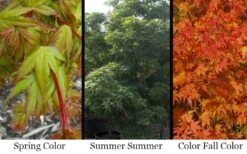 Sekka Yatsubusa Japanese Maple - 3 Gallon Pot -Garden Plant Seeds acer palmatum sekka yatsubusa japanese maple 5