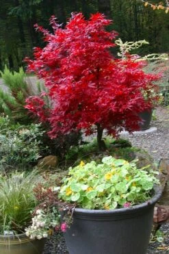 Shaina Dwarf Red Japanese Maple (Single Trunk / Standard) - 5 Gallon Pot -Garden Plant Seeds acer palmatum shaina japanese maple 12