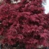 Shaina Dwarf Red Japanese Maple - 2 Gallon Pot -Garden Plant Seeds acer palmatum shaina japanese maple 4