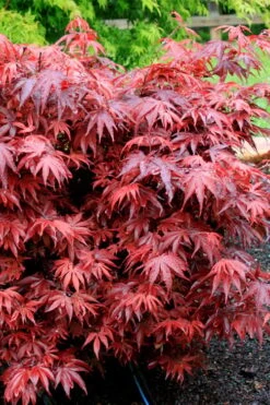 Shaina Dwarf Red Japanese Maple (Single Trunk / Standard) - 5 Gallon Pot -Garden Plant Seeds acer palmatum shaina japanese maple 7